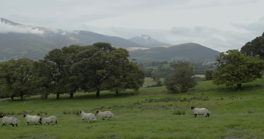 Sheep run across a field