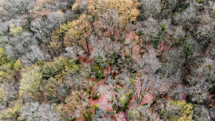 Red, yellow and green leaves hang from trees in a forest