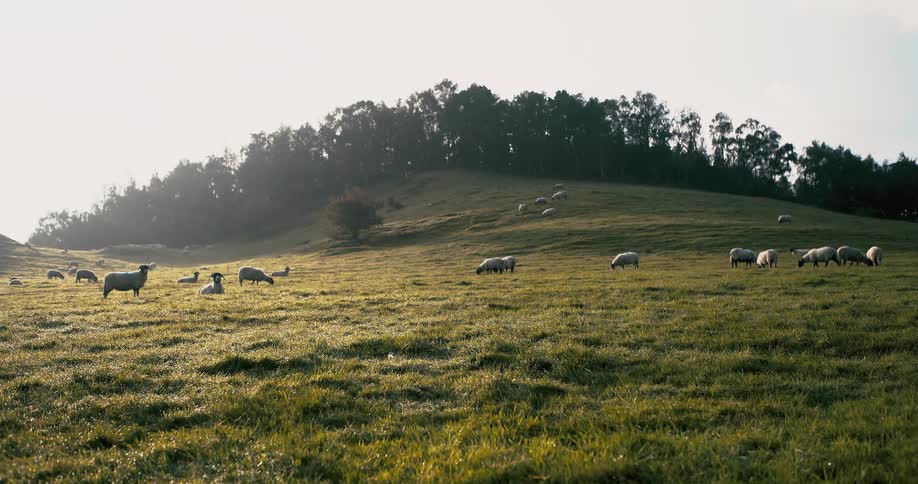 Sheep graze in a field