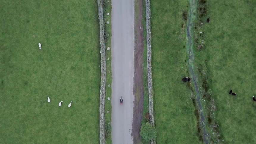A bicyclist is traveling down a rural road past some sheep