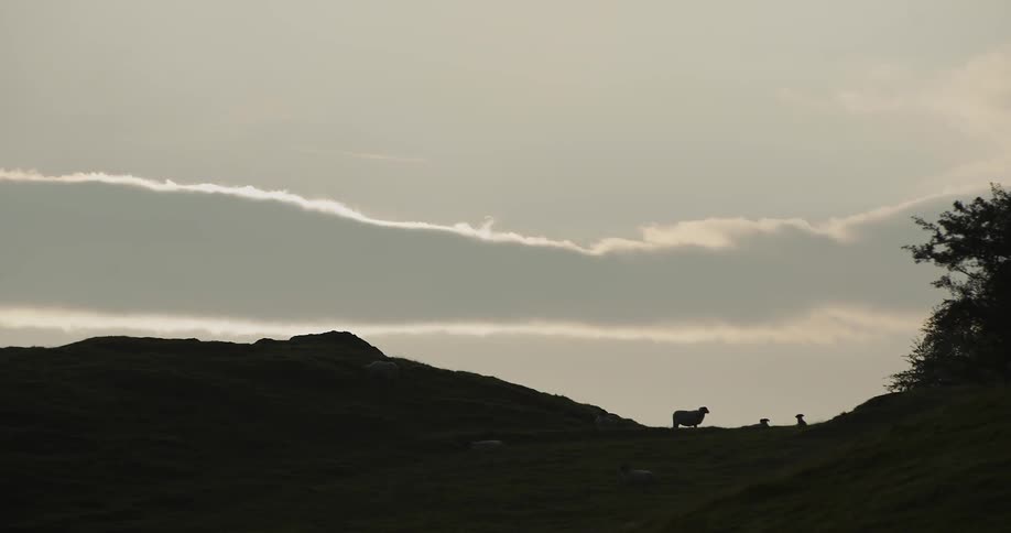 A sheep stands on a hill