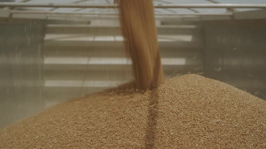 Grain pours down into a pile on a sunny day
