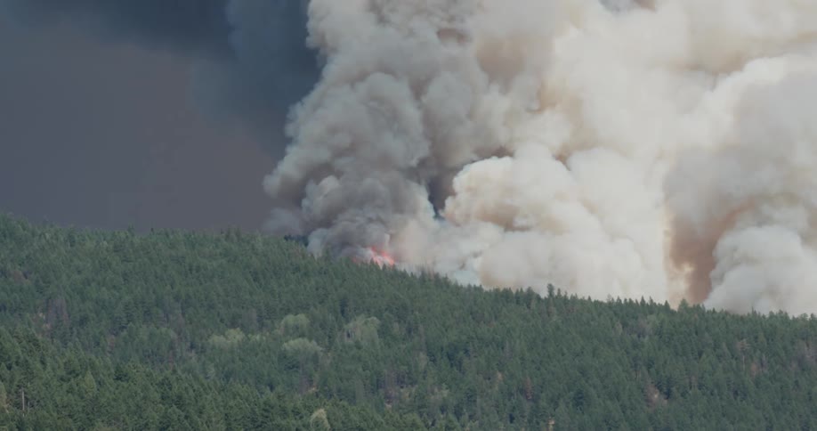 A wildfire burns in the forest