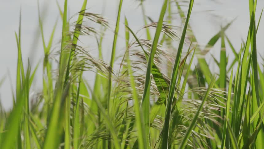 Wheat blowing around in the breeze
