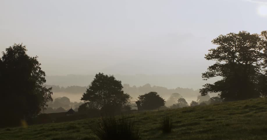 Dew hangs a meadow with trees