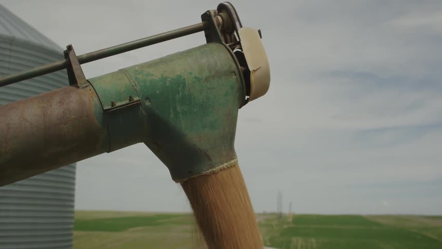Grain pours out of a chute near a silo