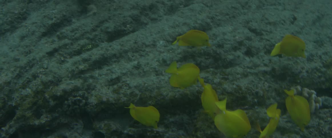 Yellow fish are swimming underwater
