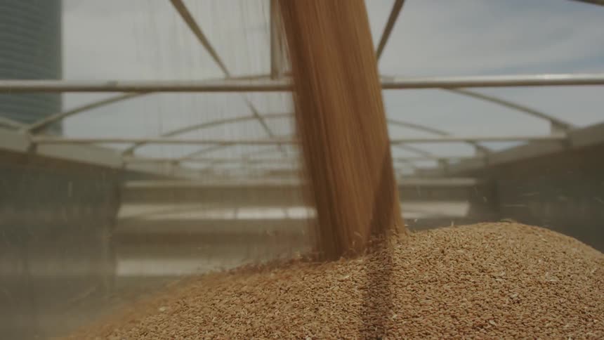 Grain is poured into the bed of a truck