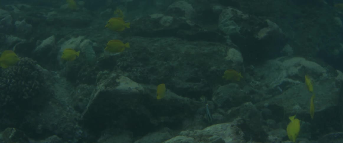 Fish are swimming around under water