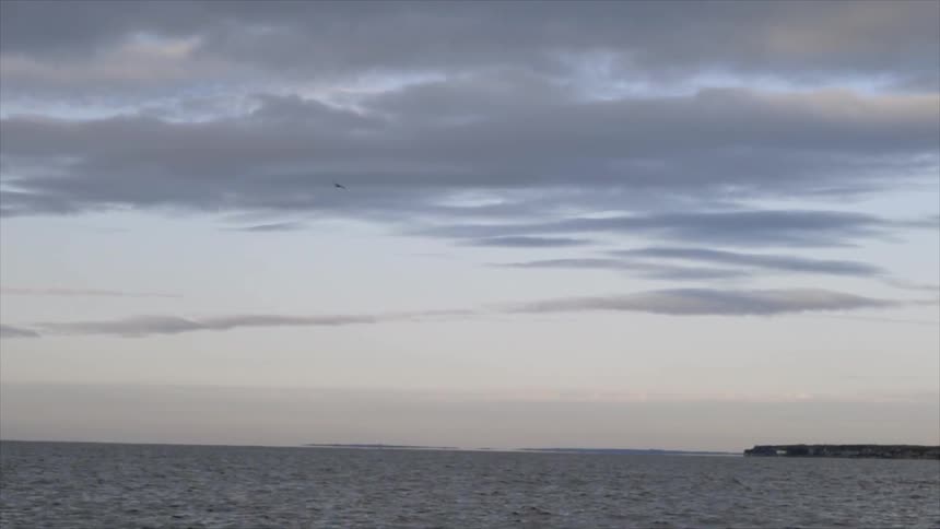 A bird flies above the ocean