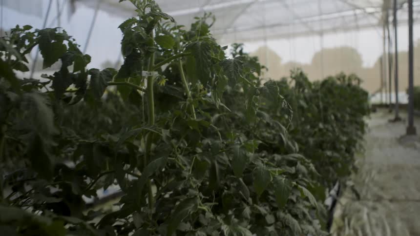 Long row of plants in a greenhouse