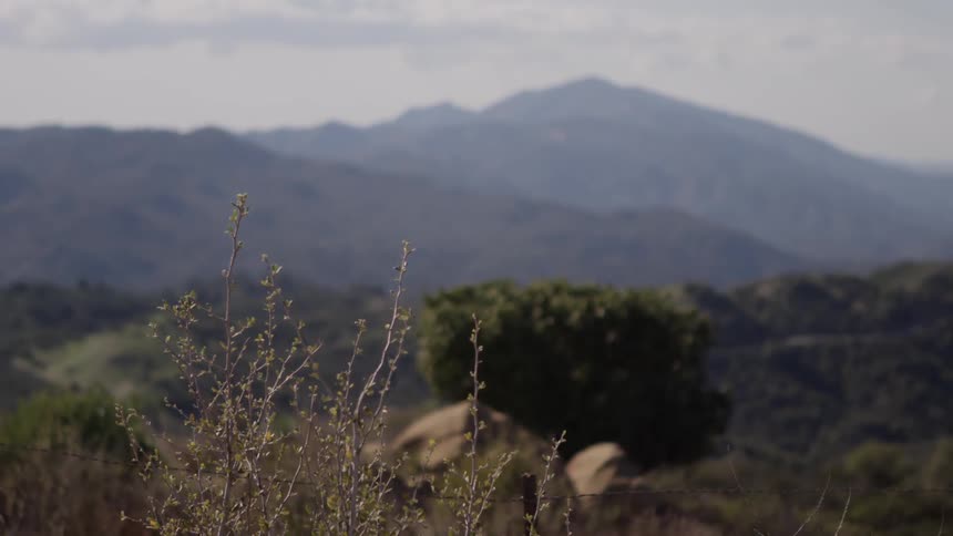 Weeds sway in the breeze on a mountain
