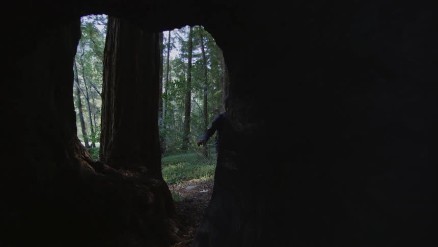 Hikers walk through towering trees in the forest