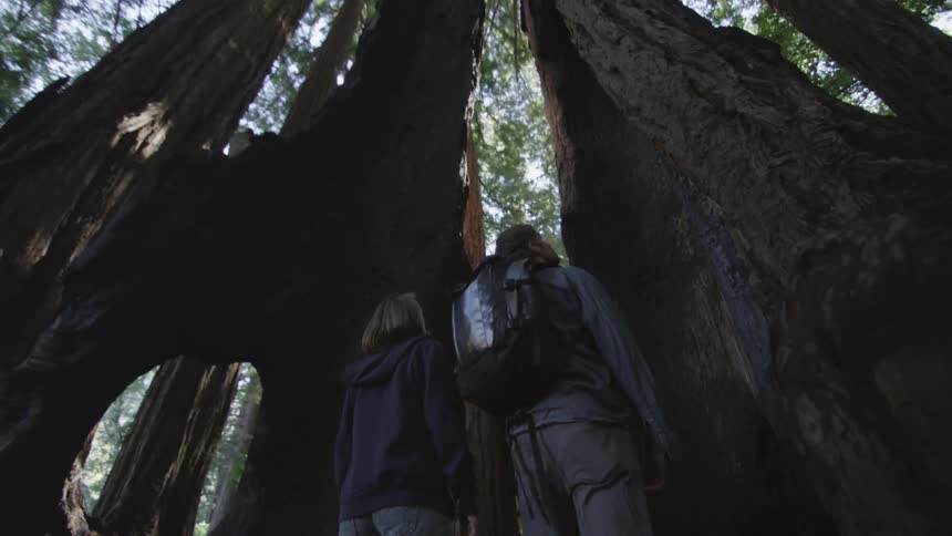 Two people stand at the base of tall trees and look up