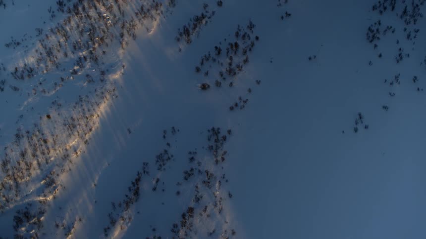Aerial view of snow and trees