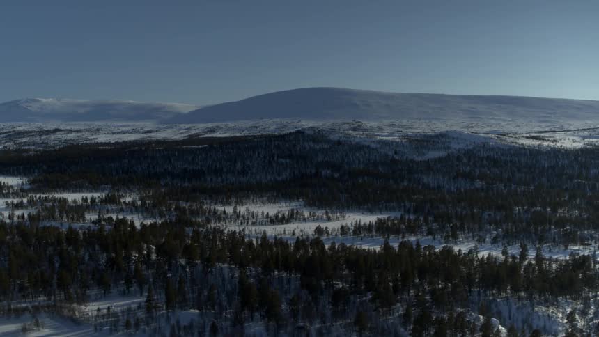 Forest of trees and a snow covered ground