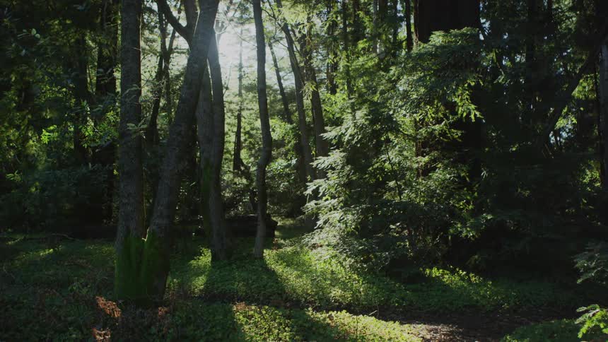 Lush foliage beside a path set among many trees