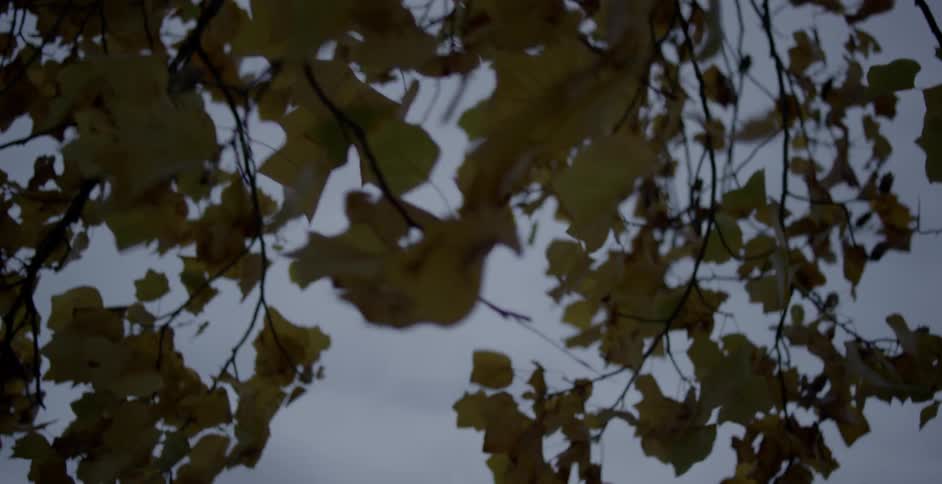 Leaves on a tree are blowing in the wind