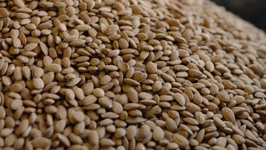 Shelled almonds sit in a large pile