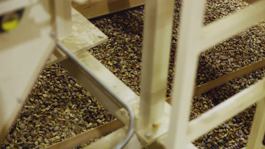 A piece of machinery is shaking a tray of nuts