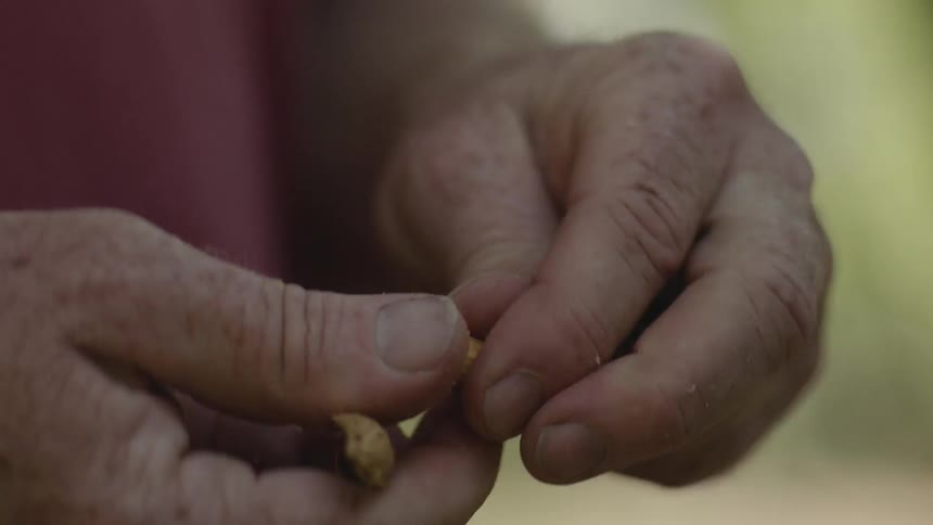 Two hands peel a shell off of a peanut