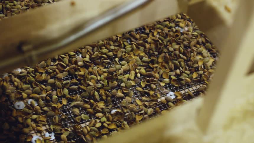 Machinery shakes and shells pistachios