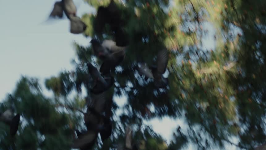 A flock of pigeons takes off in flight