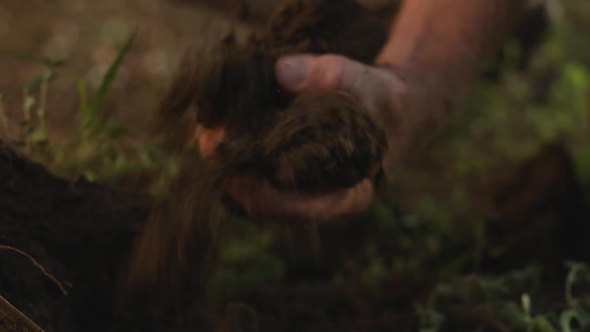 A man picks up a clump of soil and crushes it with his hand