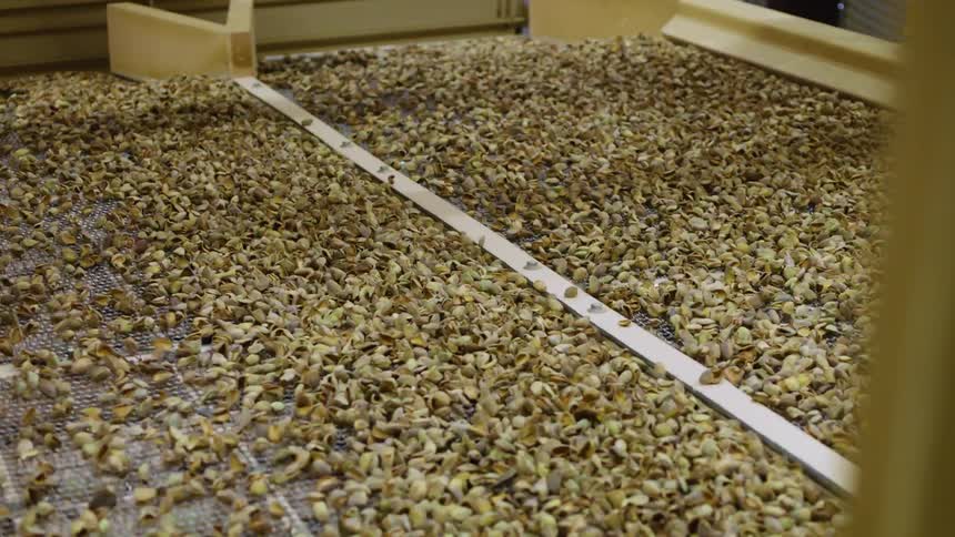 Machinery shakes a load of pistachios