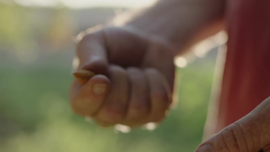 A peanut is shelled by two hands