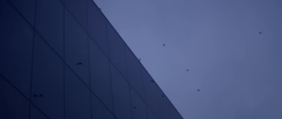 Birds are flying above an office building