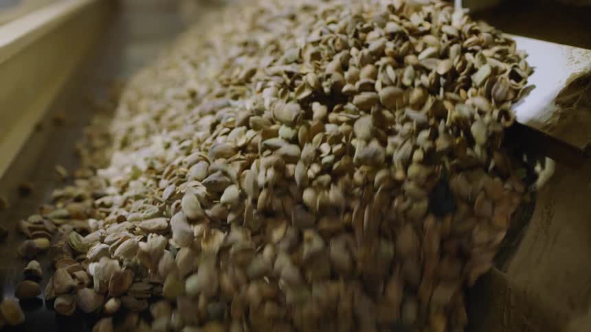 Nuts on a conveyor belt