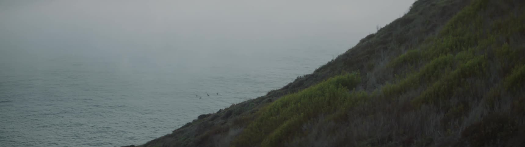 Birds fly along a shoreline