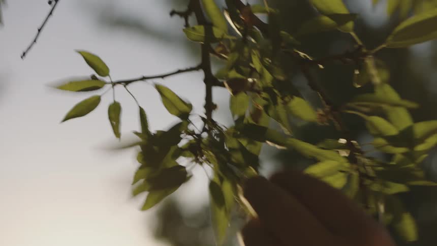 Person picks leaves off a tree branch