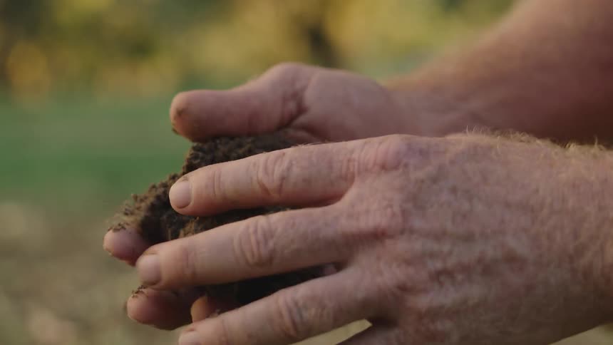 A man holds soil and grass and breaks it apart