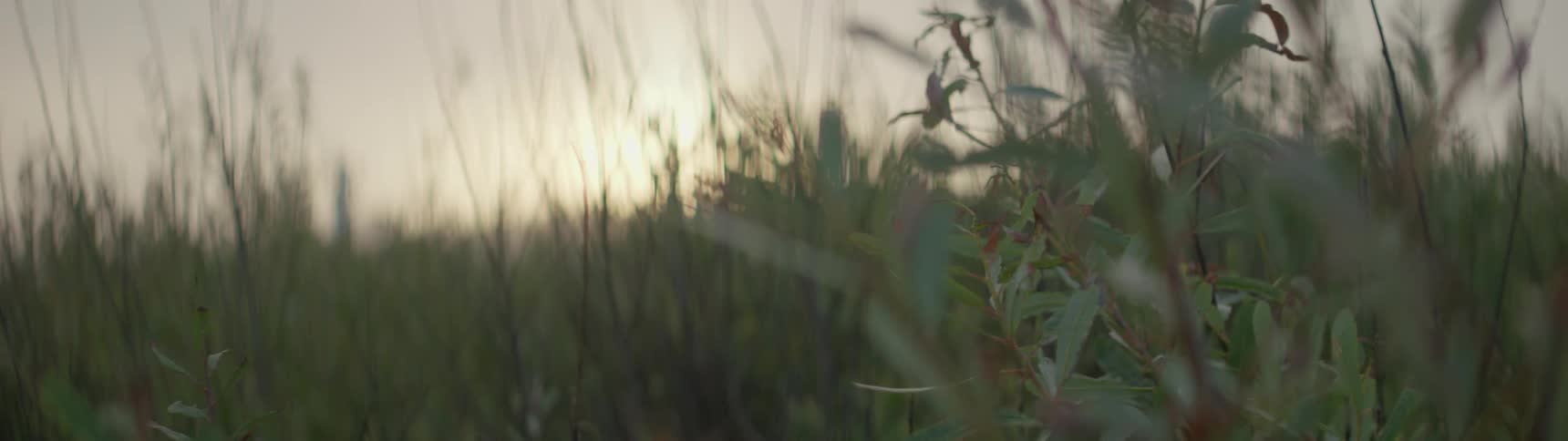 Weeds are being filmed close up