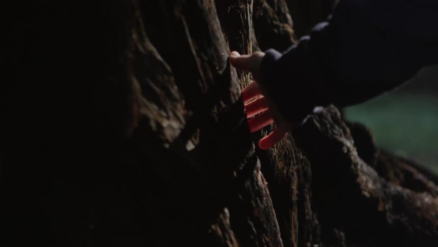 Someone rubs their hand across a tree trunk