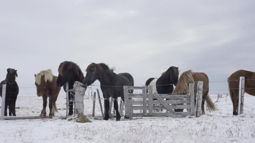 Horses stand behind a fence in the snow