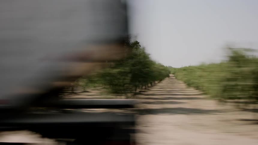 Moving past rows of trees on a cloudy day