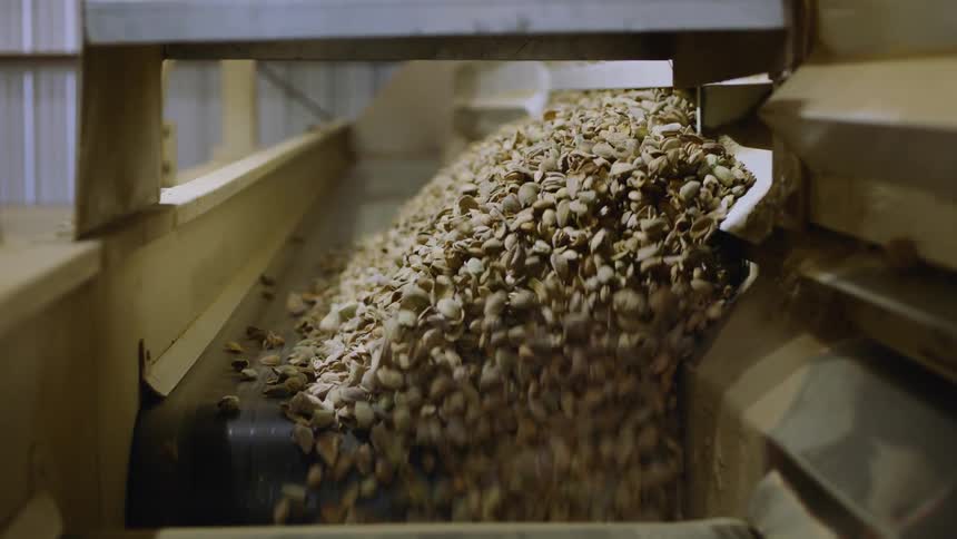 Nuts are falling off a conveyor belt