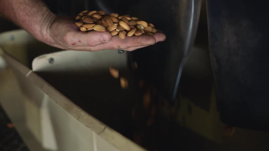A man catches nuts that are being dumped from machinery