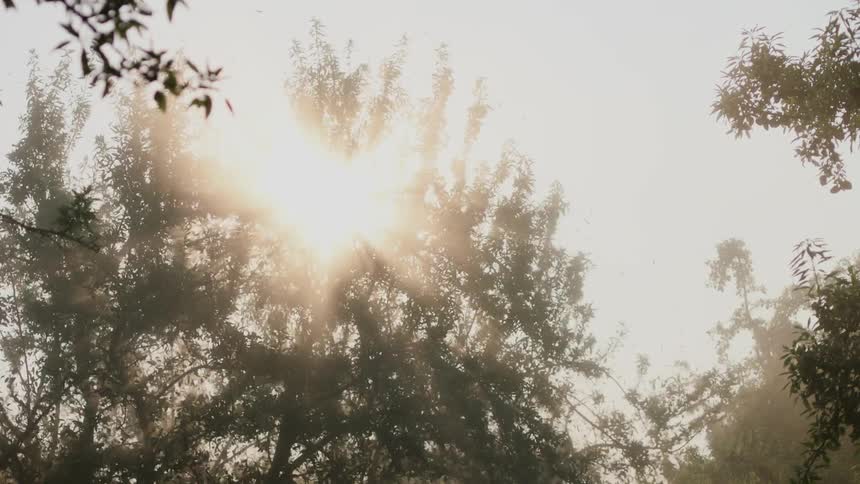 Sun shines brightly through the trees on a windy day