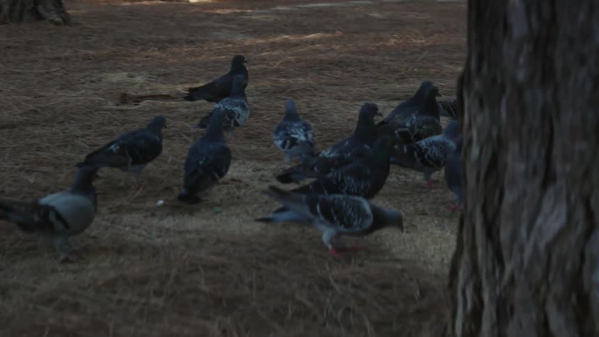 Birds walk around together in the grass
