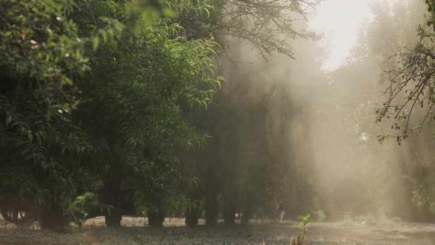 Rain pours down in the forest