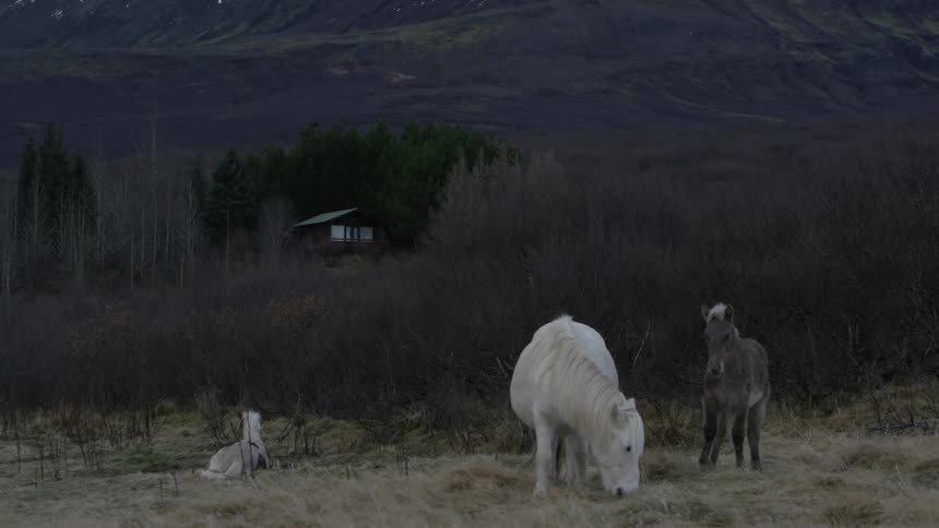 Three ponies graze in a pasture in a rural setting