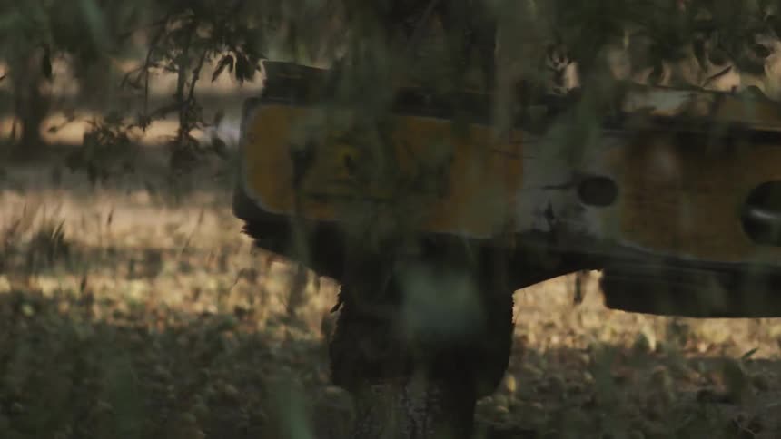 Machinery is used to shake a tree and leaves fall to the ground