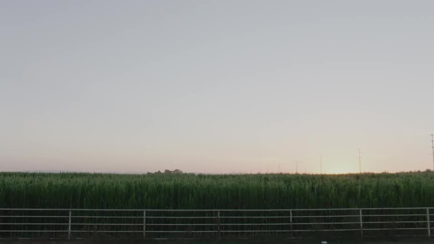Field of crops sit next to a fence