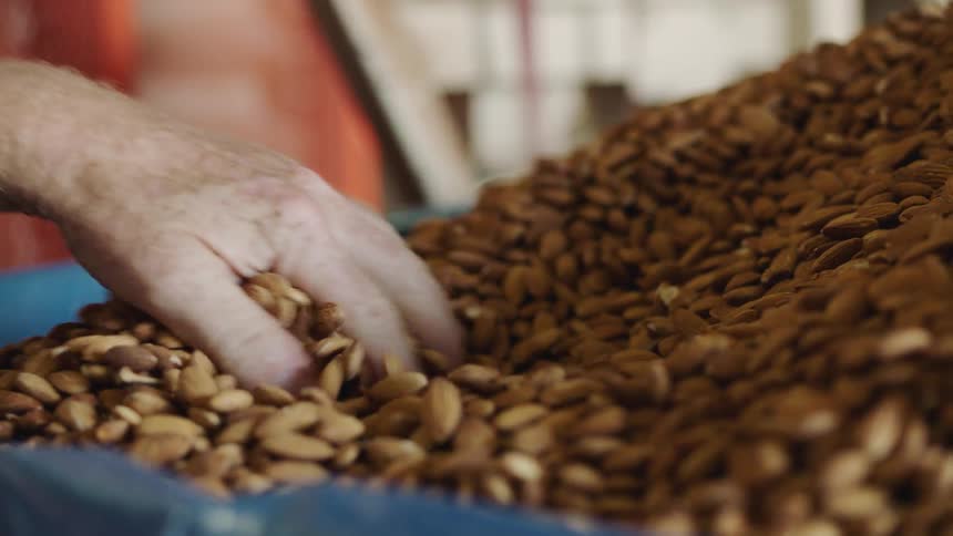 Someone is helping a machine sort almonds