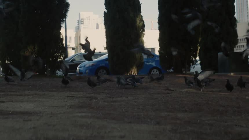 A group of pigeons land in a city plaza