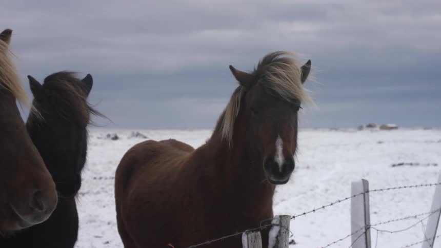 Four small horses gathered together at a barbed wire fence